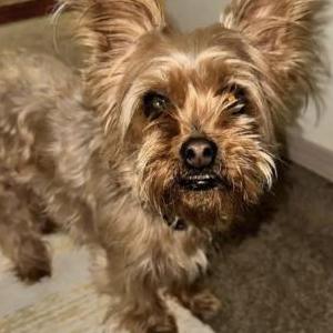 Lost Dog Belle