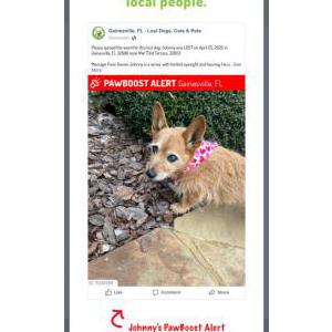 Lost Dog Johnny