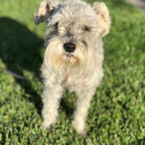 Image of MeiMei, Lost Dog