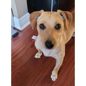 Image of Unknown, Found Dog