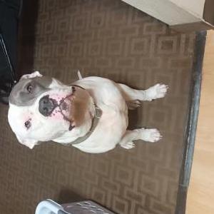Image of PEATIE, Lost Dog