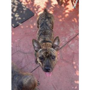 Image of Stella, Lost Dog