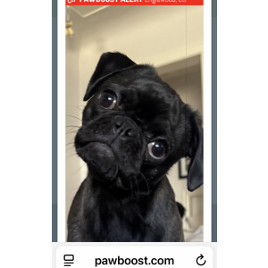 Lost 1 Remi (CO)