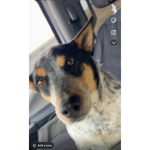 Lost Dog Potra