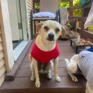 Image of Carrot, Lost Dog