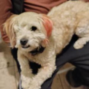 Image of Canelo, Lost Dog