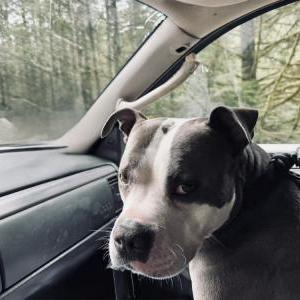 Image of Mr . Puppy, Lost Dog