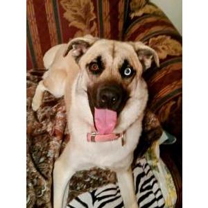 Image of Jada, Lost Dog