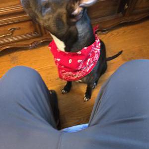Lost Dog Brutus