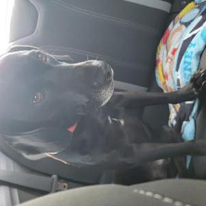 Image of Unknown, Found Dog