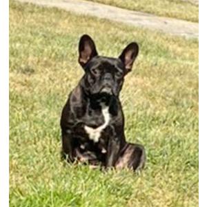 Lost Dog Roxy