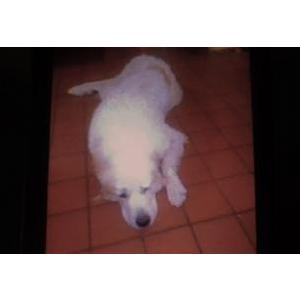 Lost Dog Bella