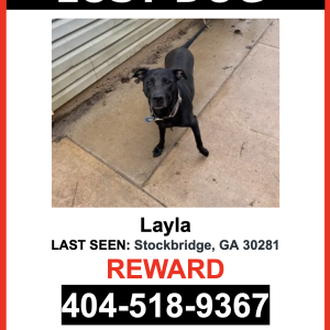 Image of Layla, Lost Dog