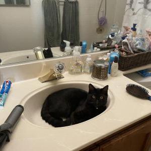 Image of Rocky, Lost Cat