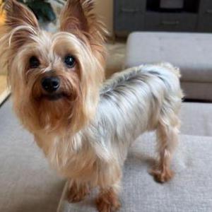 Lost Dog Lolita