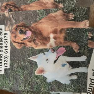 Image of Gino and leo, Lost Dog
