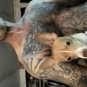 Lost Dog Puppy