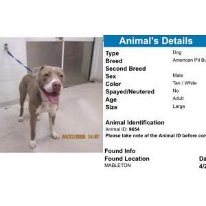 Found Dog Unknown