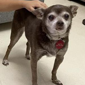 Image of Maya, Lost Dog