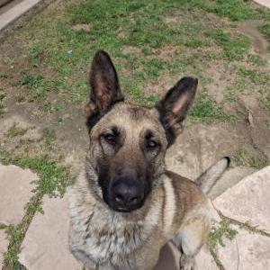 Image of Unknown, Found Dog