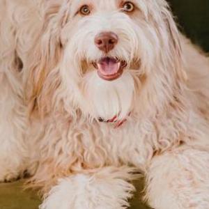 Lost Dog Luna