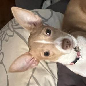 Lost Dog Puppy