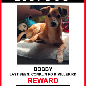 Lost Dog BOBBY