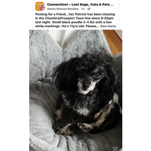 2nd Image of Patrick Dyer, Lost Dog