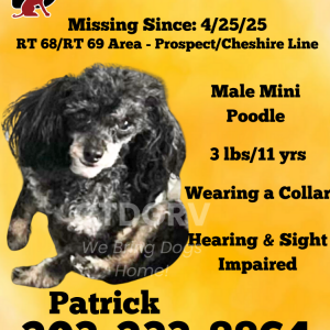 Lost Dog Patrick
