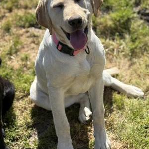 Lost Dog Goldie