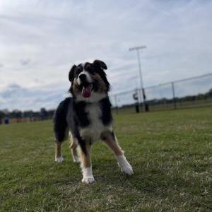 Image of Daisy, Lost Dog