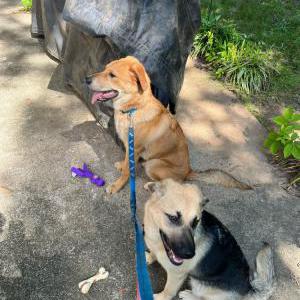 Image of Unknown, Found Dog
