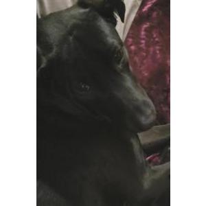 Image of Azrael, Lost Dog