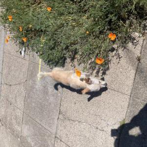 Image of Unknown, Found Dog