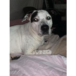 Image of Cookie, Lost Dog