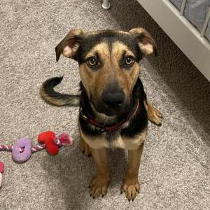 Image of Unknown, Found Dog