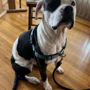 Image of Unknown, Found Dog