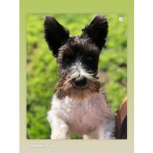 Image of Stella, Lost Dog