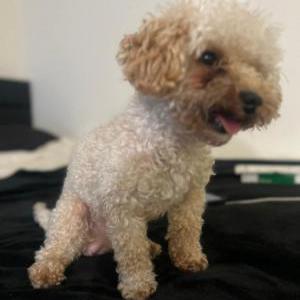 Lost Dog Levi