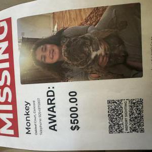 Image of Monkey, Lost Dog