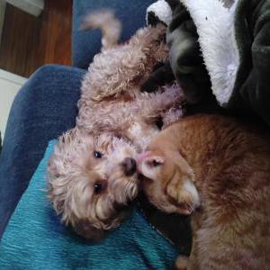 Image of Kenji, Lost Dog