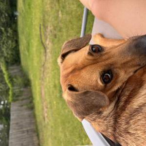 Image of Girlgirl, Found Dog