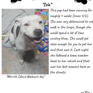 Image of Unknown, Found Dog