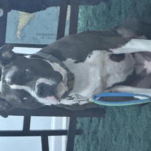 Image of Bleu, Lost Dog