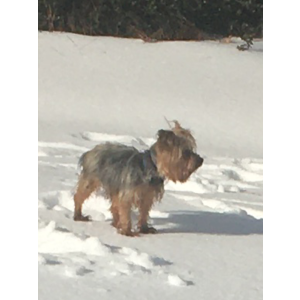 Image of Oliver Jones, Lost Dog