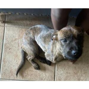 Image of Nalah, Lost Dog