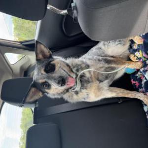 Lost Dog DAKOTA (Koda)