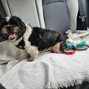 Image of Unknown, Found Dog
