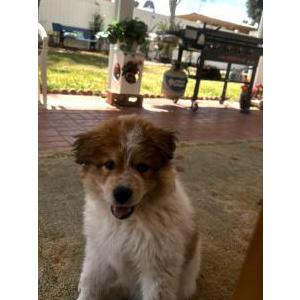 Lost Dog Bo
