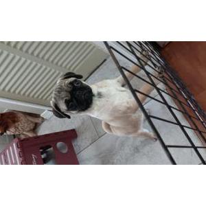 Image of Unknown, Found Dog